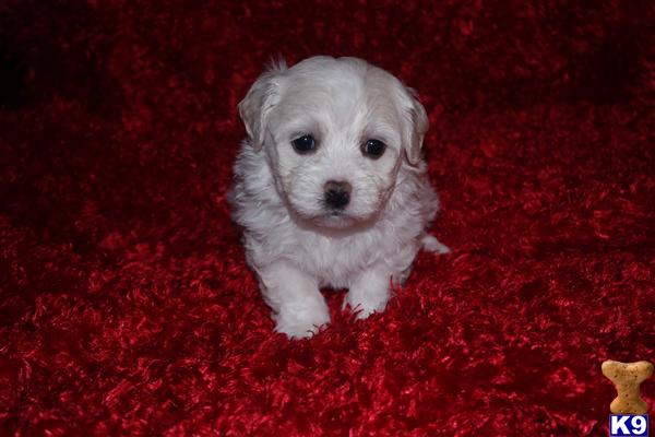 havanese puppy posted by Tiny Tots Texas